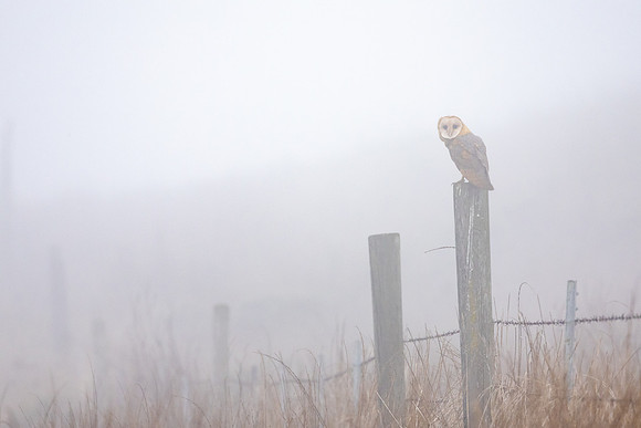 Large for printing