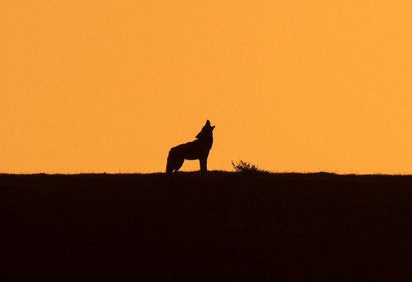 Coyote Howl in Sunset, Point Reyes, CA