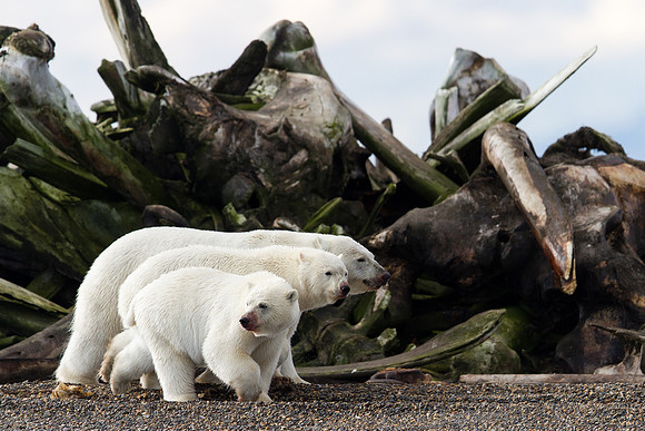 Polar Bear Family - Kaktovik, AK