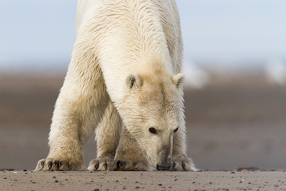 Polar Bear - Kaktovik, AK