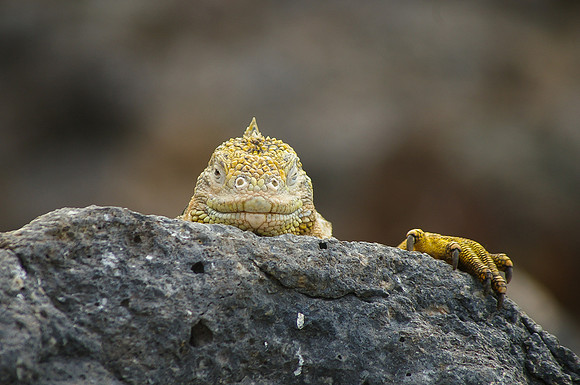 Land Iguana - Galapagos Islands