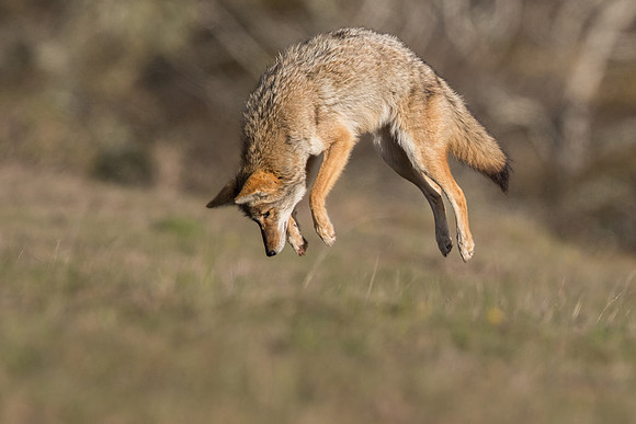 Coyote - Point Reyes, CA