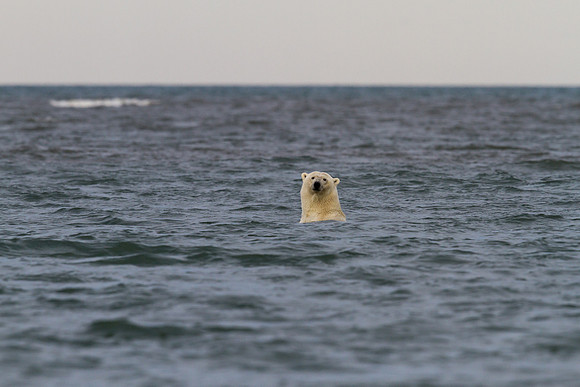 Polar Bear - Kaktovik, AK