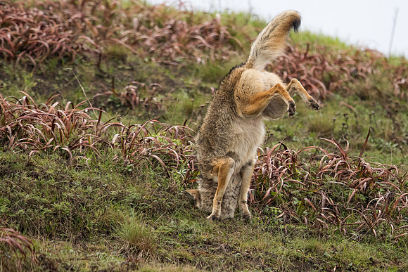Coyote - Point Reyes, CA