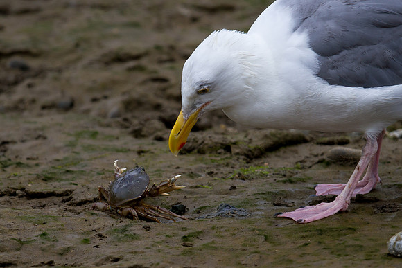Crab vs Seagull - Seaside, OR