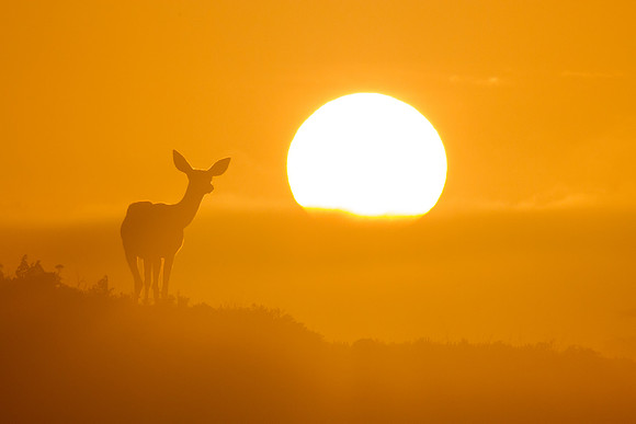 Black-tailed Deer - Point Reyes, CA