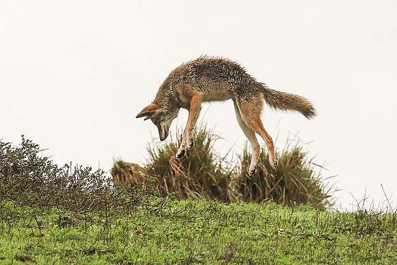 Coyote - Point Reyes, CA