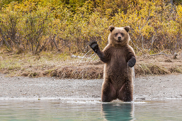 Grizzly Bear- Lake Clark, AK
