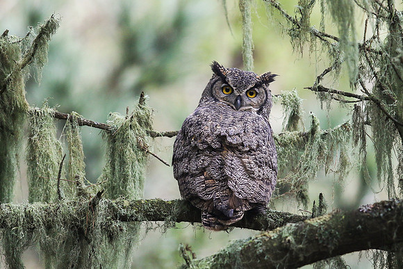 Great Horned Owl - Point Reyes, CA