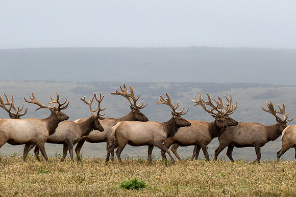 Bull Tule Elk - Point Reyes, CA