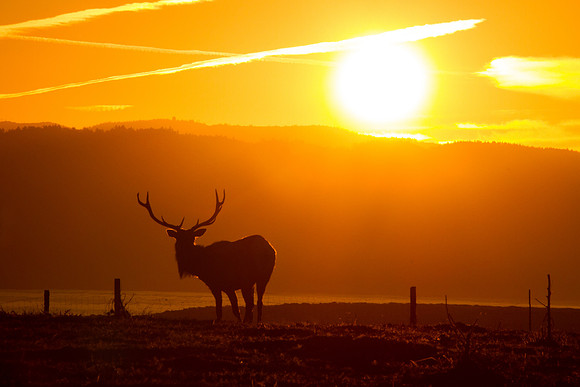 Tule Elk - Point Reyes, CA