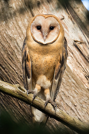 Barn Owl - Point Reyes, CA