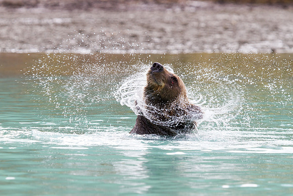 Grizzly Bear - Lake Clark, AK
