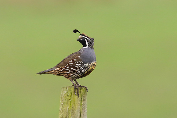 California Quail - Point Reyes, CA