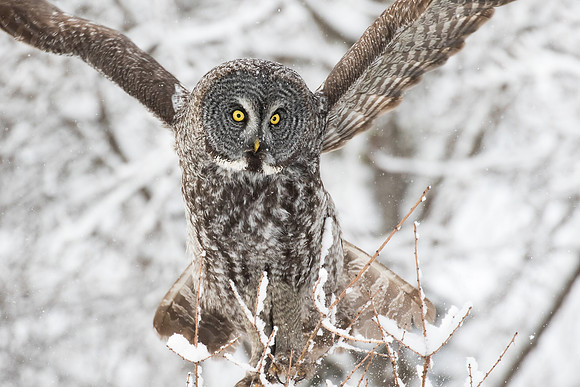 Great Great Locked on Prey