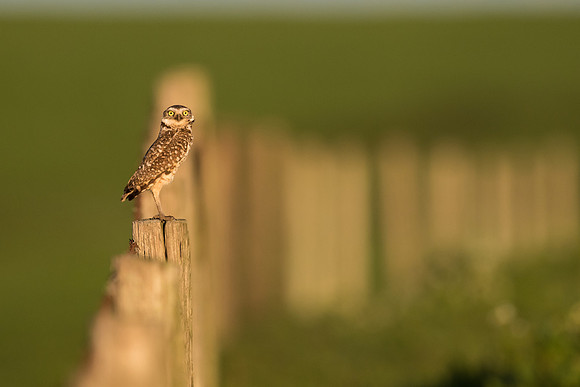 Burrowing Owl - Point Reyes, CA