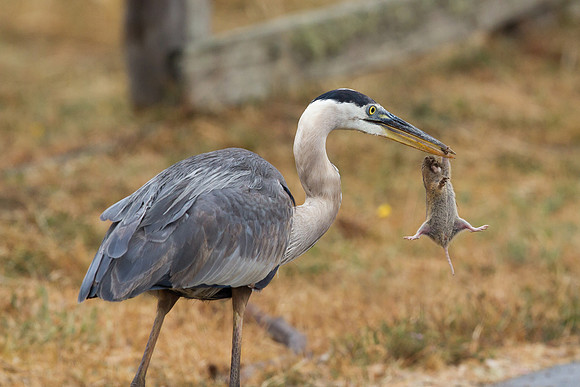 Great Blue Heron with Gopher - Point Reyes, CA