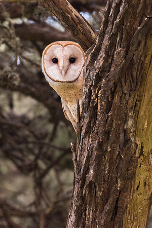 Barn Owl - Point Reyes, CA