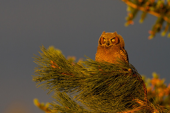 Great Horned Owlet - Steamboat Springs, CO