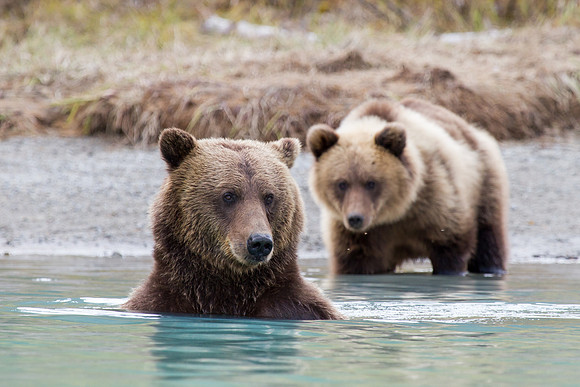Mother Grizzly Bear and Cub -  Lake Clark, AK