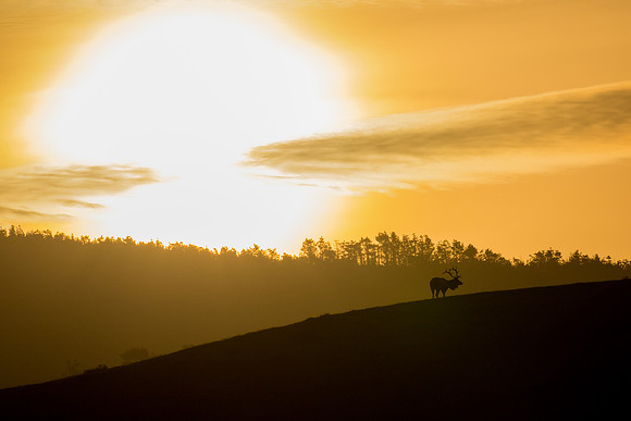 Tule Elk in Sunrise - Point Reyes, CA