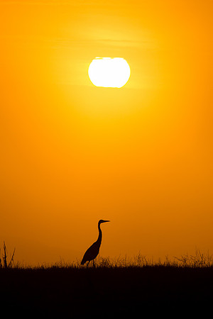 Great Blue Sunset