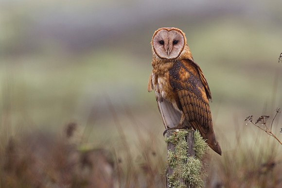 Barn Owl, Point Reyes, CA