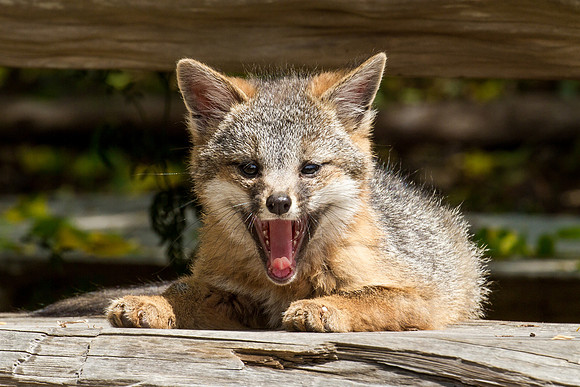 Grey Fox - Point Reyes, CA