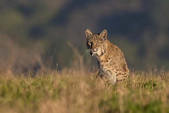 Bobcat - Point Reyes, CA