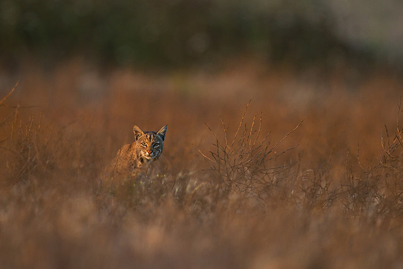 Bobcat - Point Reyes, CA