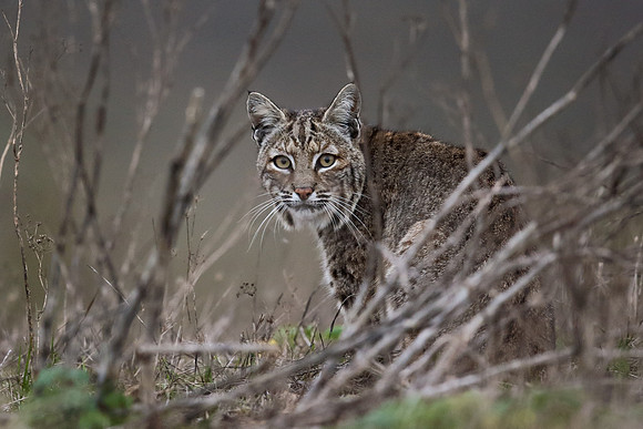 Bobcat - Point Reyes, CA