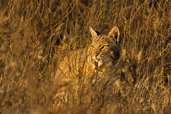Last Light on a Bobcat