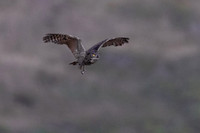 4M NON-denoised image for comparison