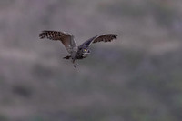 2M TOPAZ Denoised image