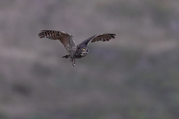 2M TOPAZ Denoised image